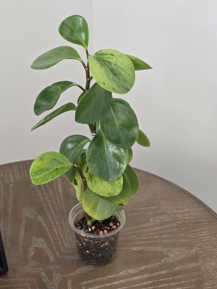 Peperomia Obtusifolia (Baby Rubber Plant)