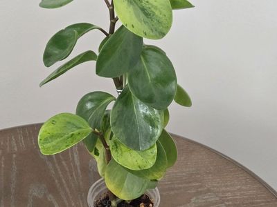 Peperomia Obtusifolia (Baby Rubber Plant)