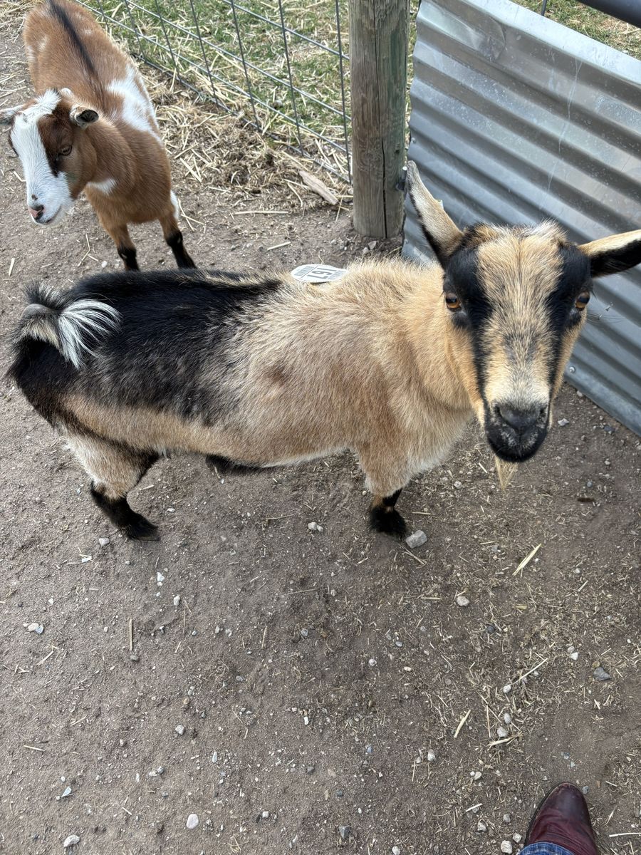 Exposed possibly pregnant registerable Goat-Nigerian Dwarf Goat Cute and Friendly, Ready for a New Home