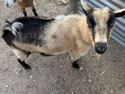 Exposed possibly pregnant registerable Goat-Nigerian Dwarf Goat Cute and Friendly, Ready for a New Home