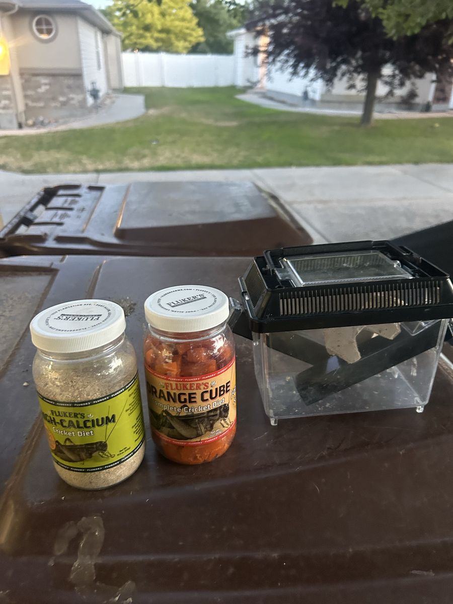Bug storage + food