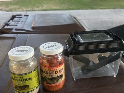 Bug storage + food
