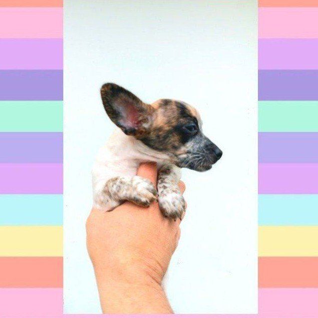 *LAST* Cutest *TINY* Deer Chihuahua Puppy. *RARE* Brindle Blue/ Tan Merle Female