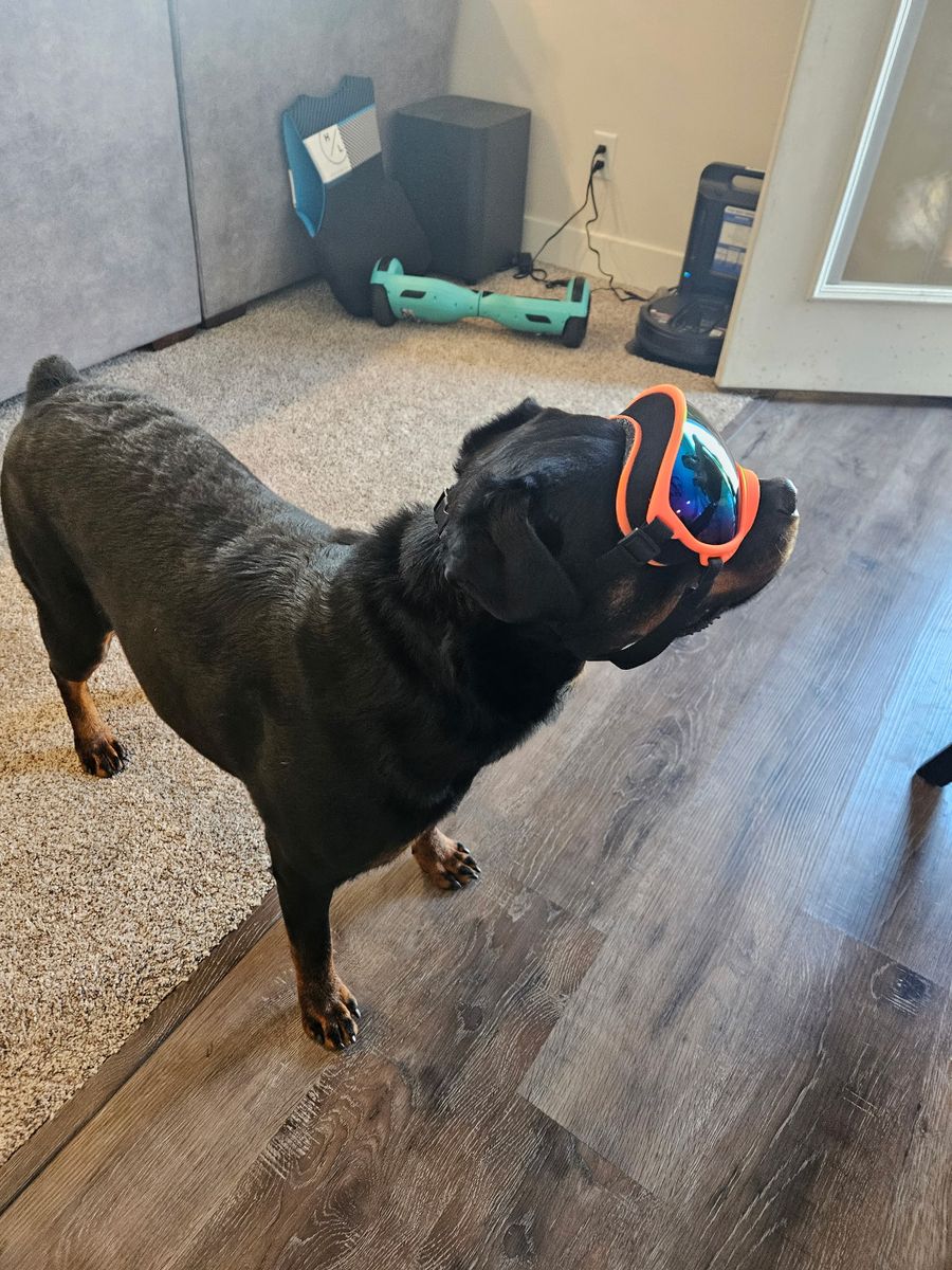 Sweet, Goofy Rottweiler Seeking a Calm Companion Home