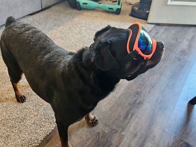 Sweet, Goofy Rottweiler Seeking a Calm Companion Home