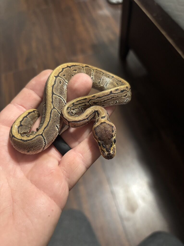 Ball Python Collection