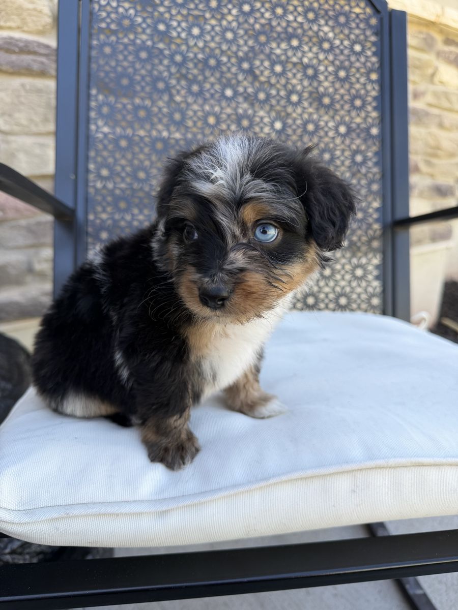Mini Aussiedoodles