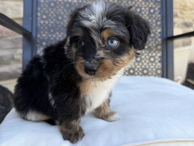 Mini Aussiedoodles