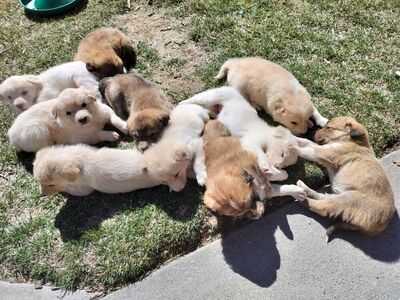 Puppies: Aussie / Border Collie × Maremma Sheepdog