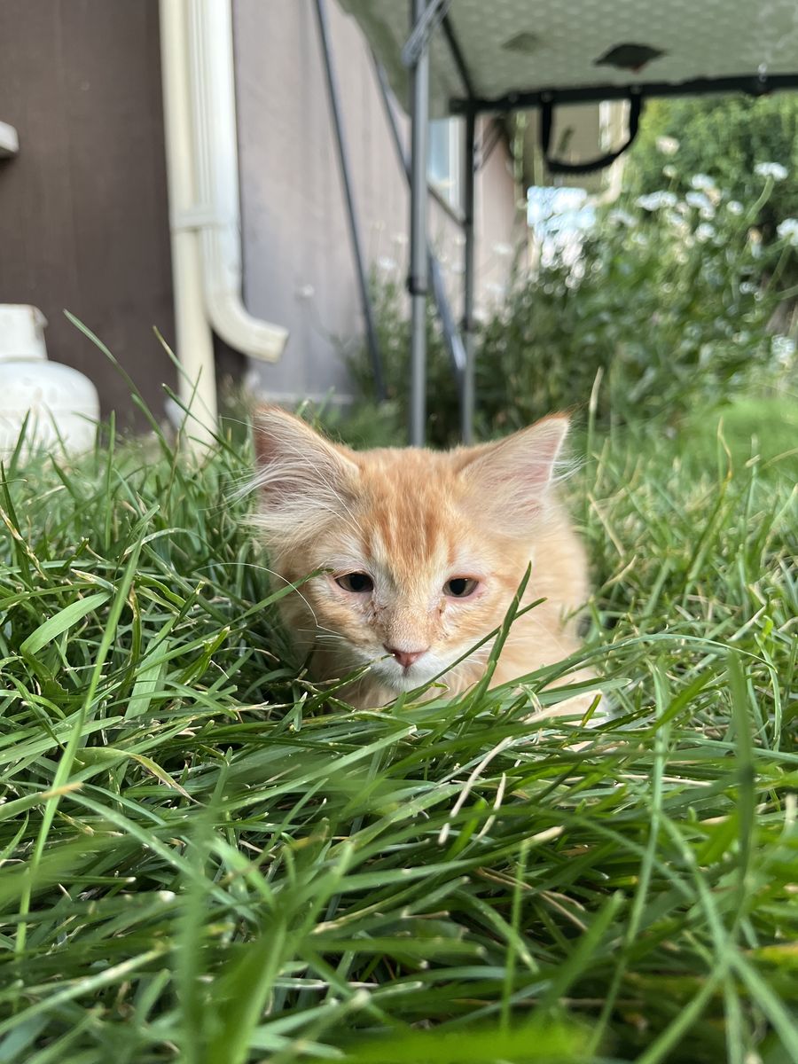 Rare Orange Male Kitten—super friendly