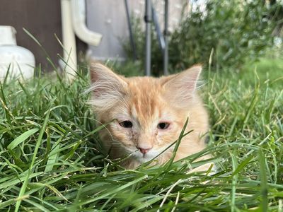 Rare Orange Male Kitten—super friendly