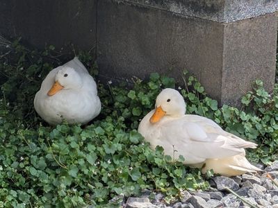 Call Ducks