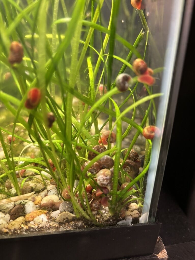 Ramshorn Snails For Fish, Aquarium or Feeder Food