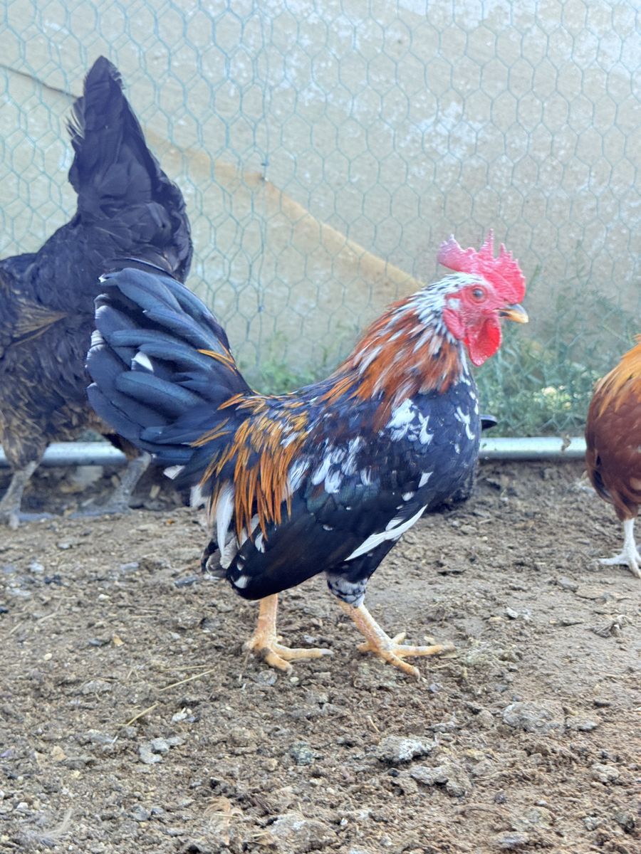 Serama Rooster
