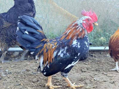 Serama Rooster