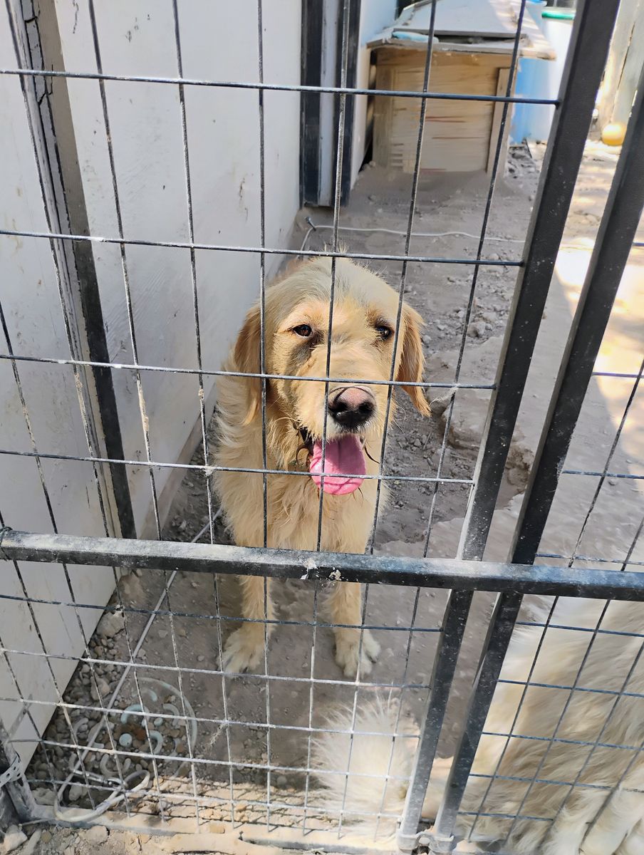 Dog