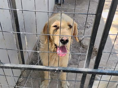 Dog