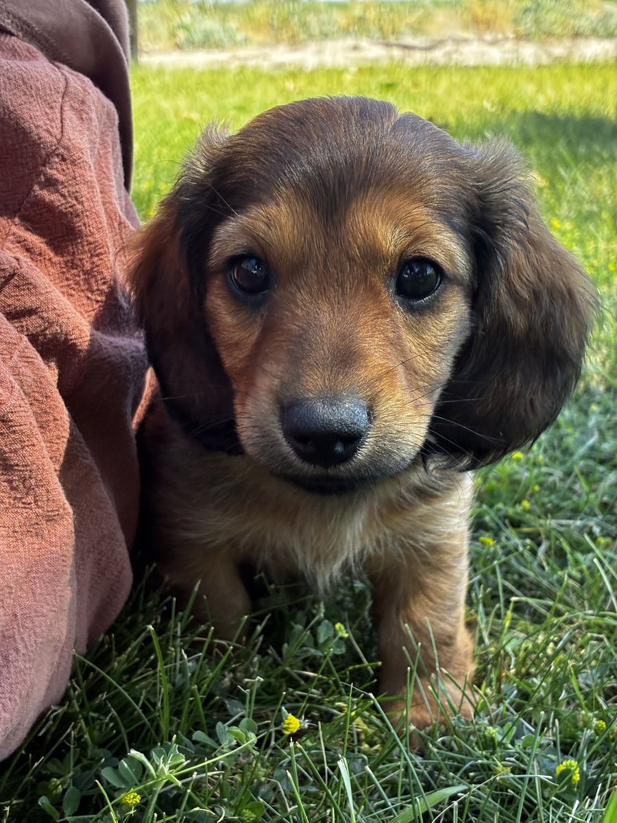 Purebred Miniature Dachshund-Male