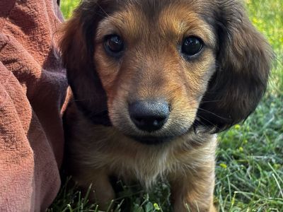 Purebred Miniature Dachshund-Male