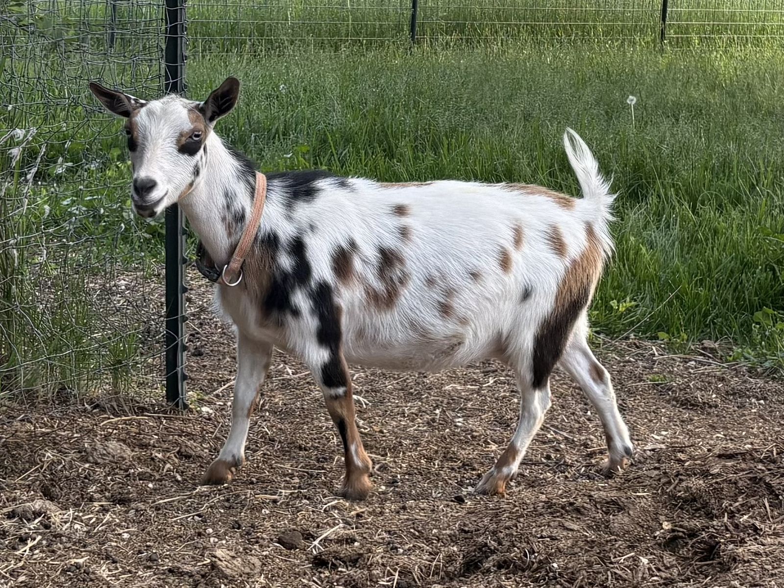 Yearling Nigerian Dwarf doe