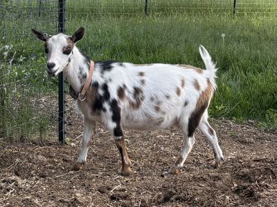 Yearling Nigerian Dwarf doe