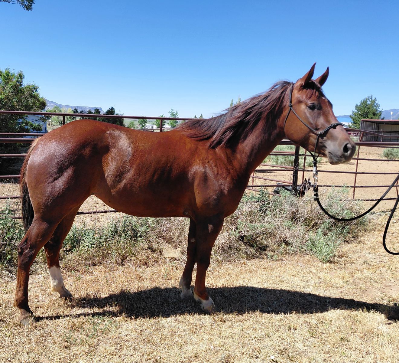 3 yr oldAPHA solid Hollywood Dun It  mare. Well started