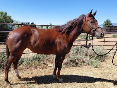 3 yr oldAPHA solid Hollywood Dun It mare. Well started