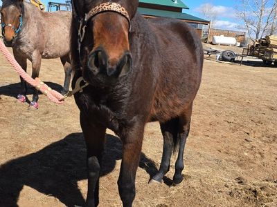 Handcock Ta French Filly