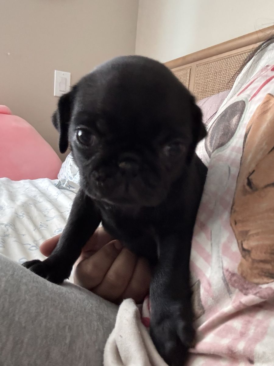 Pug pups