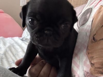 Pug pups