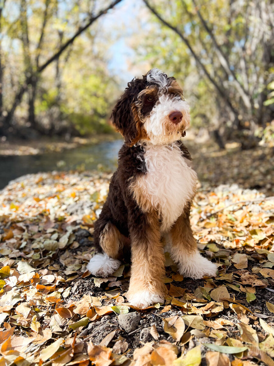 Chocolate Tricolor Bernedoodle 37 lbs CLEAR