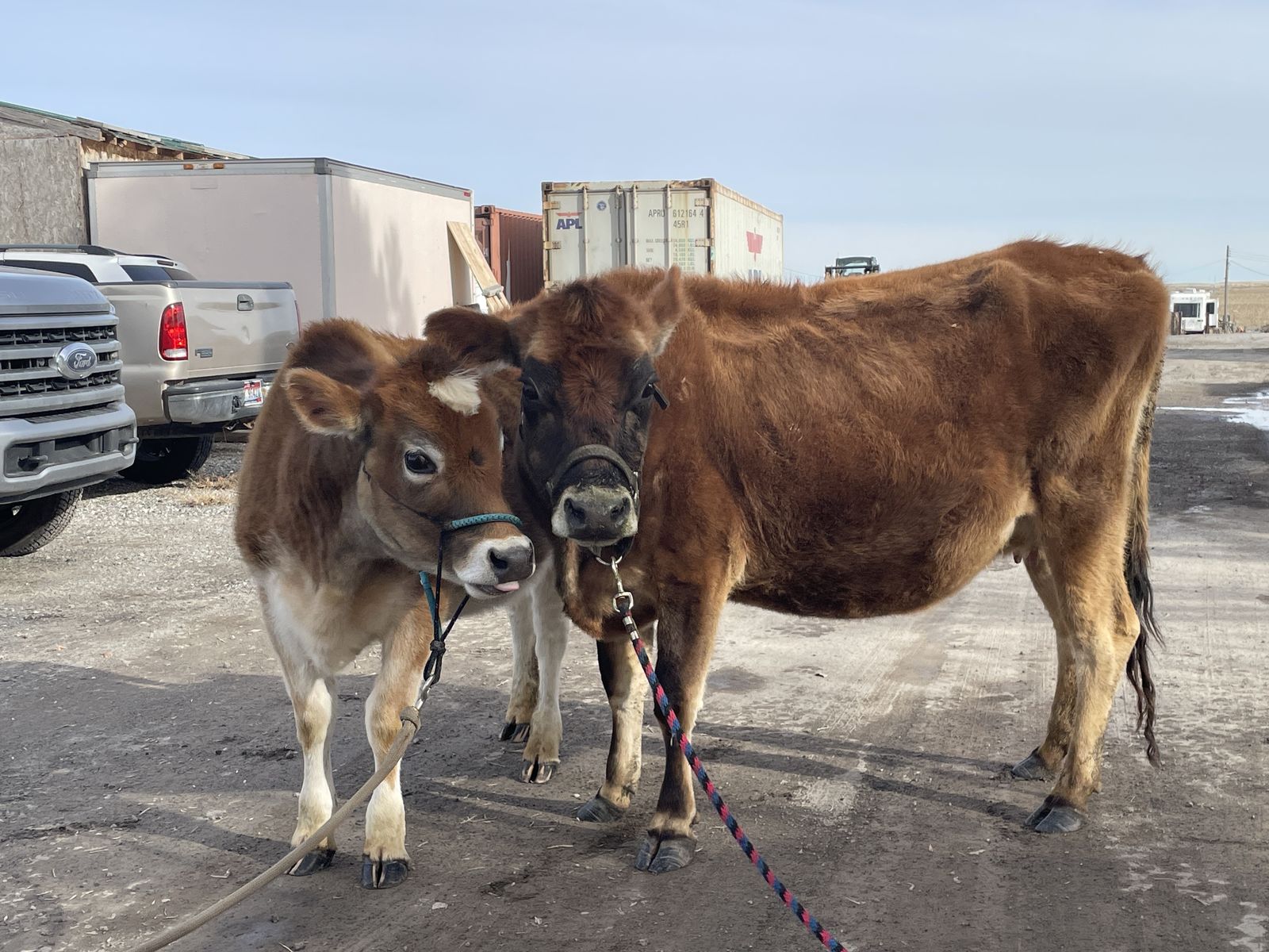 Jersey Milk cows and calf
