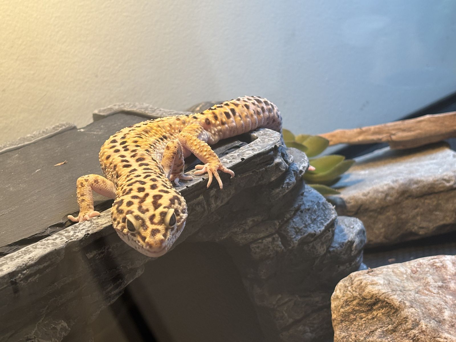 MEET GOOSE THE LEOPARD GECKO!