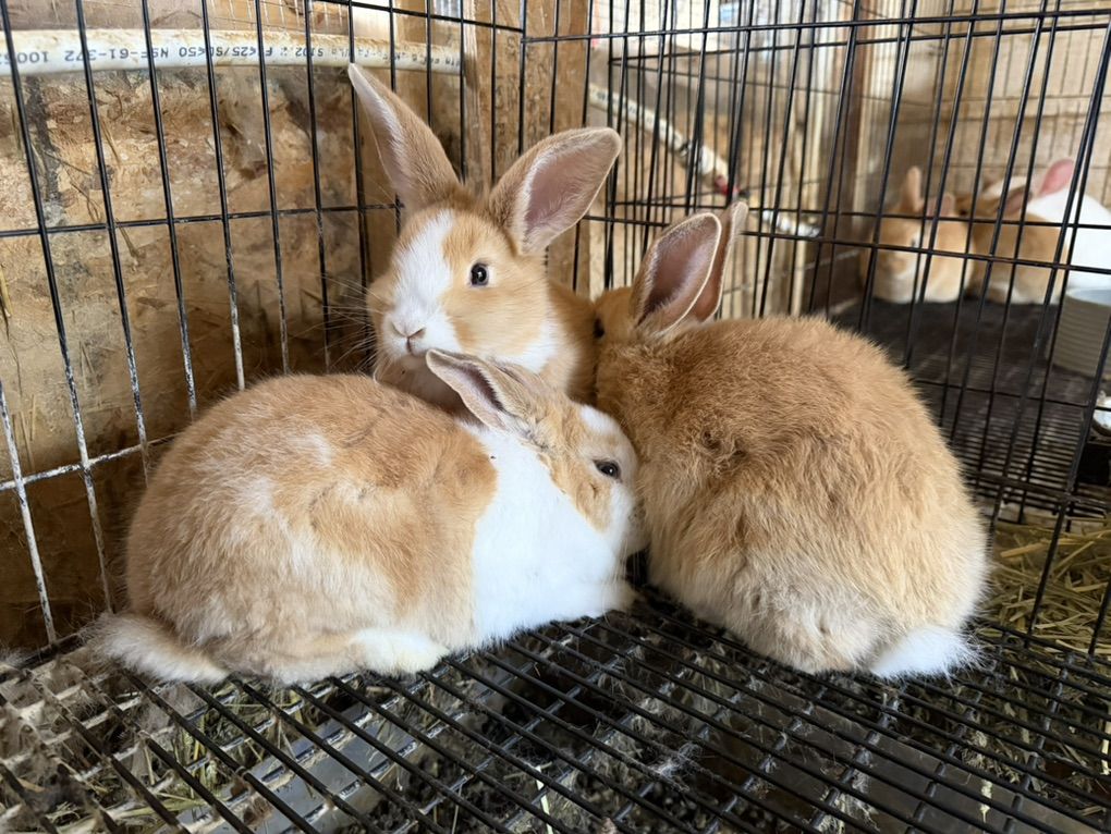 New Zealand Rabbit Breeders