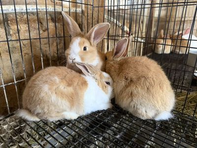 New Zealand Rabbit Breeders