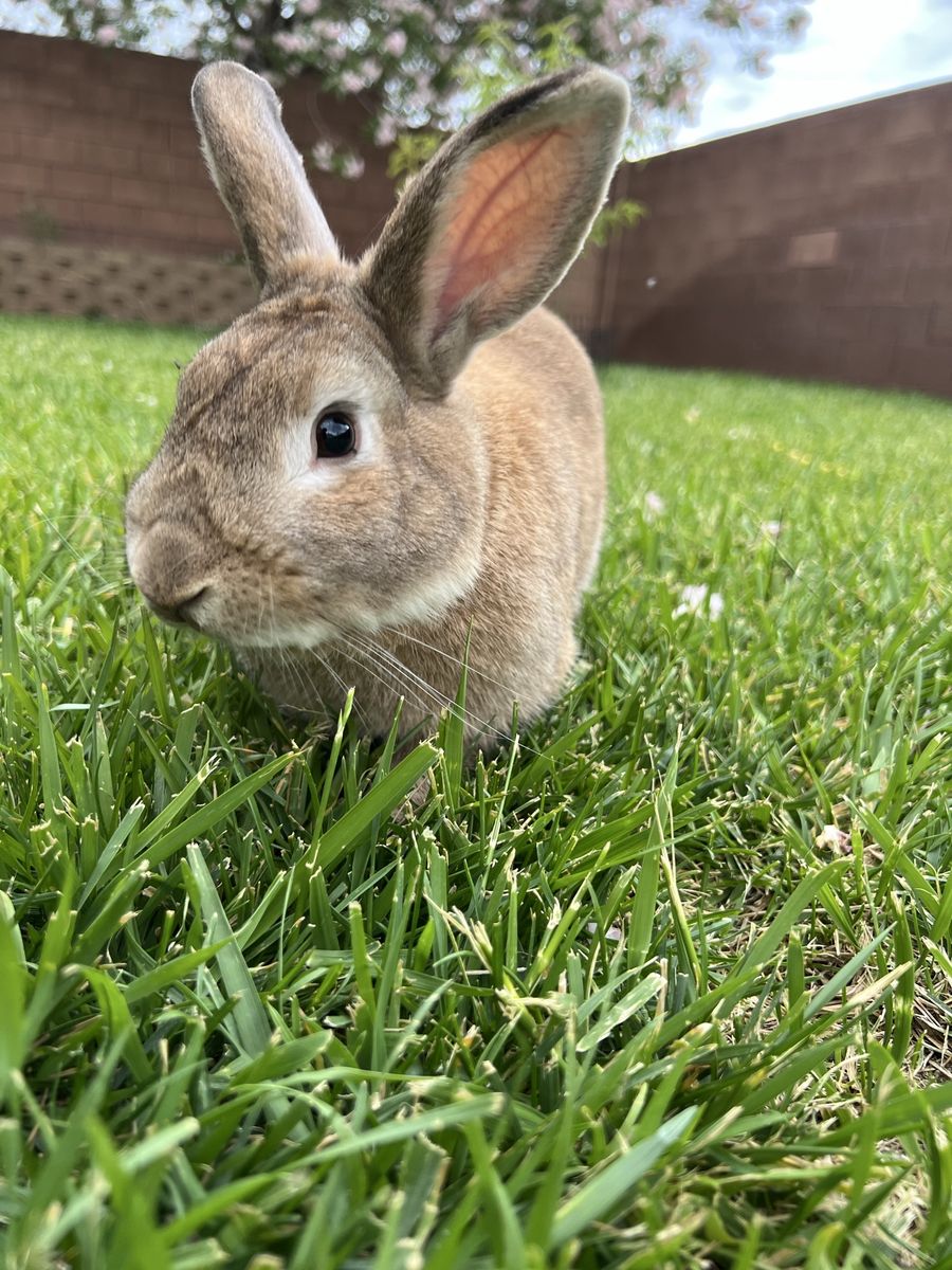 Male Rabbit with Hutch Included