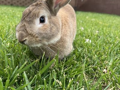 Male Rabbit with Hutch Included