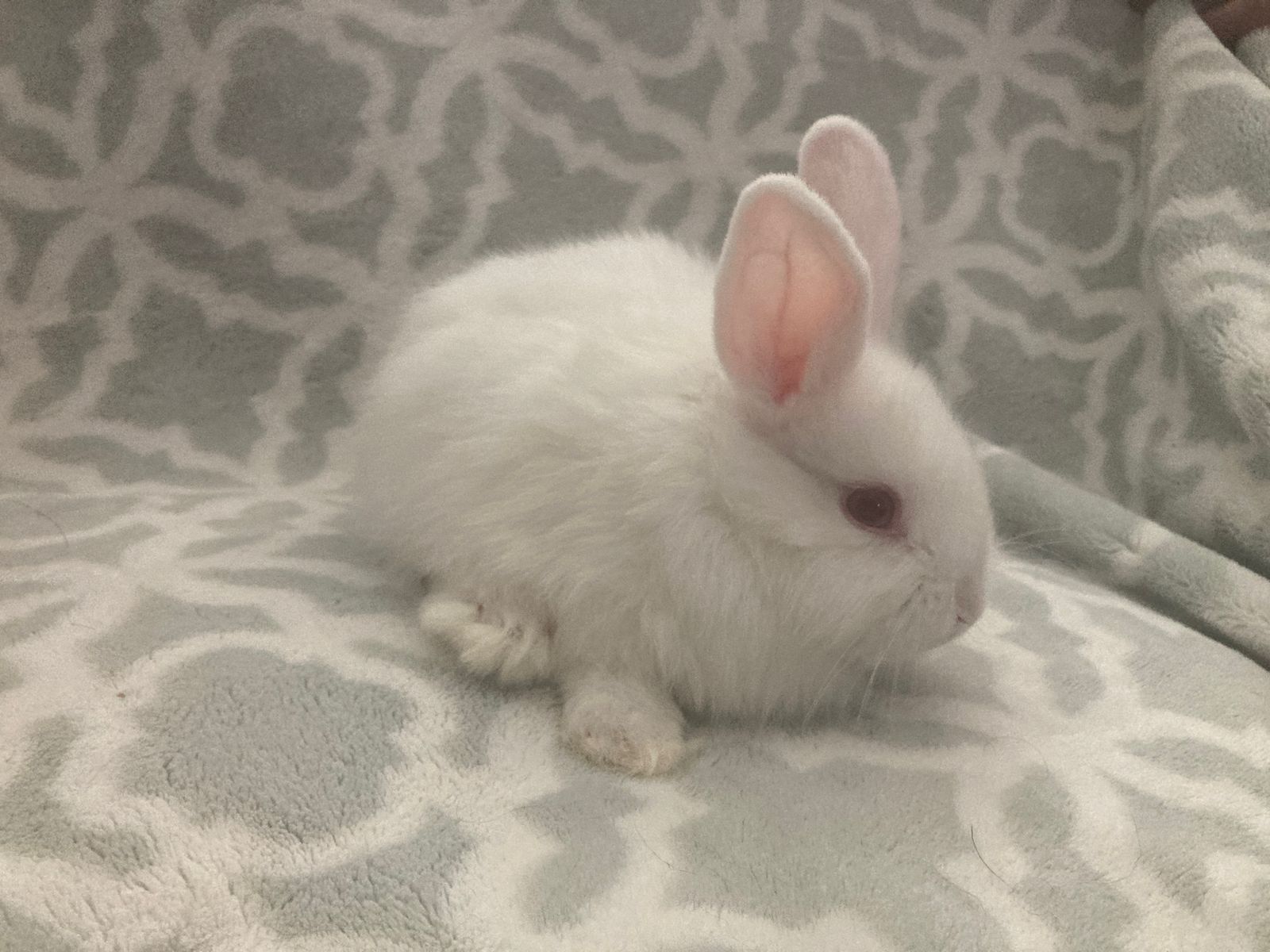 Adorable Young Rabbit - Ready for a New Home