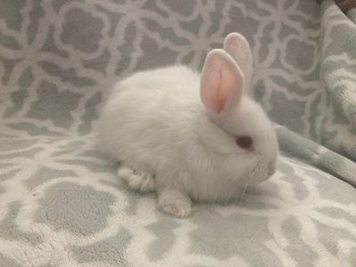 Adorable Young Rabbit - Ready for a New Home
