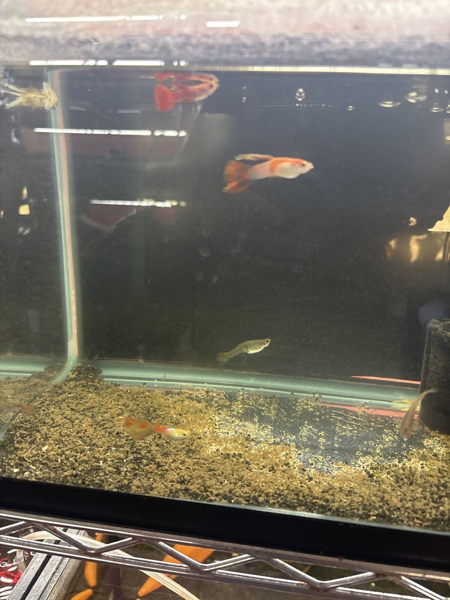 Fishing for sale different price and color start price $3.00 each