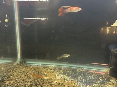 Fishing for sale different price and color start price $3.00 each