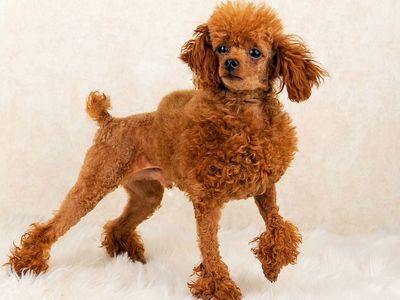 AKC Registered Micro Toy Poodle Stud 10/10 Red