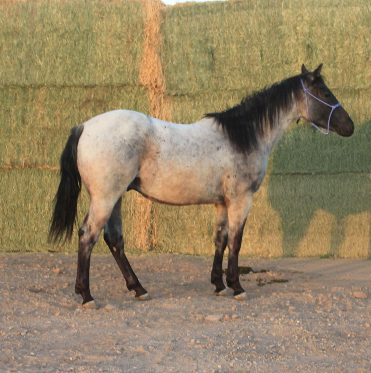Metallic Malice - Blue Roan 2yr Old