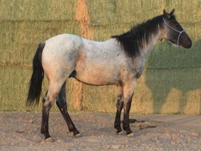 Metallic Malice - Blue Roan 2yr Old
