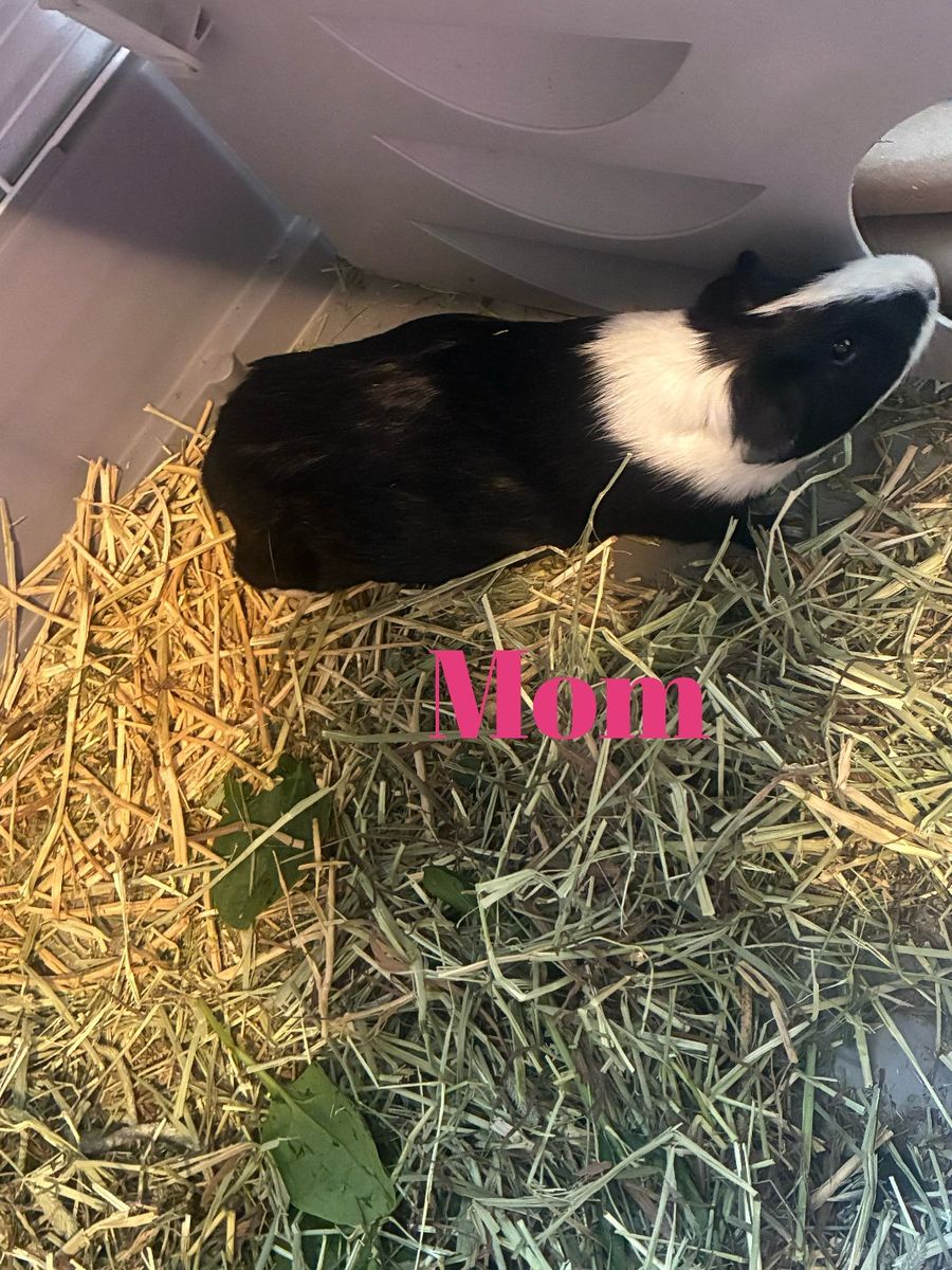 Guinea Pigs For Sale