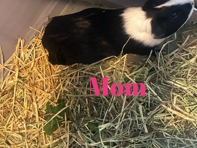 Guinea Pigs For Sale