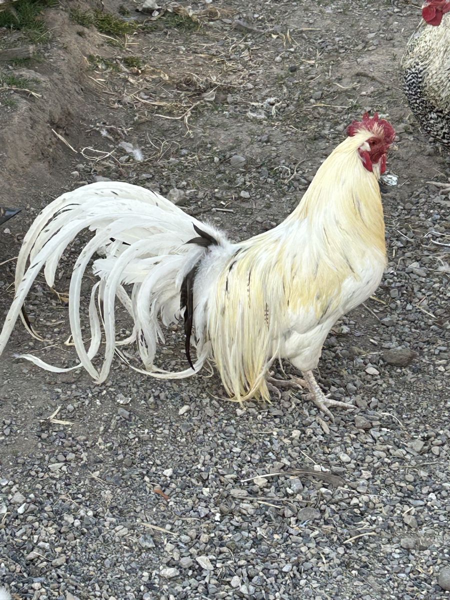 Genetic Hackle Fowl Roosters