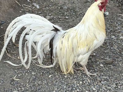 Genetic Hackle Fowl Roosters