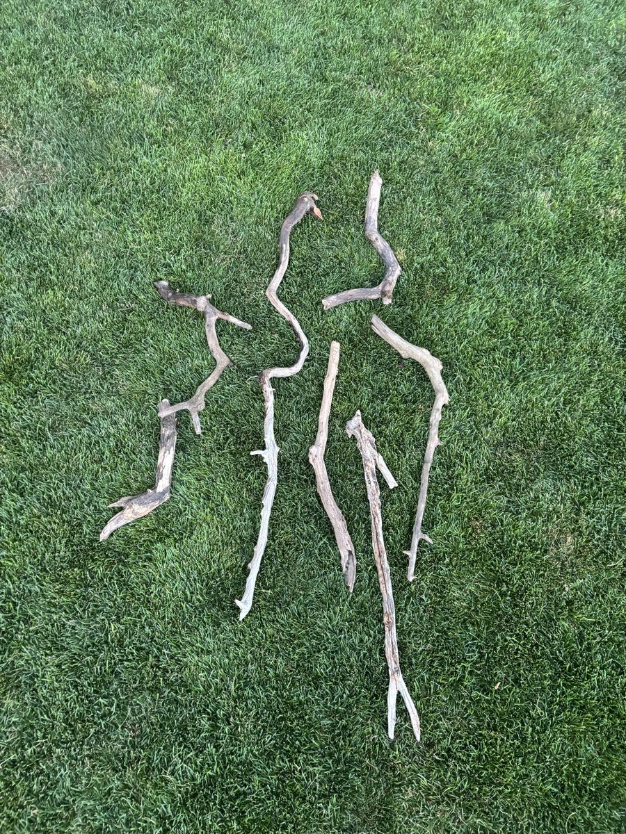 drift wood