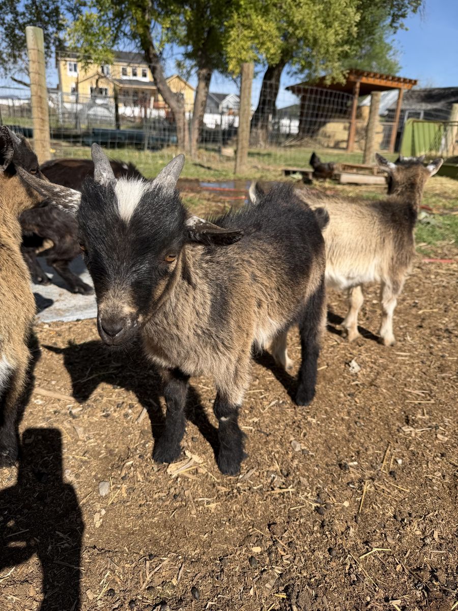 Nigerian Dwarf Goat Buckling